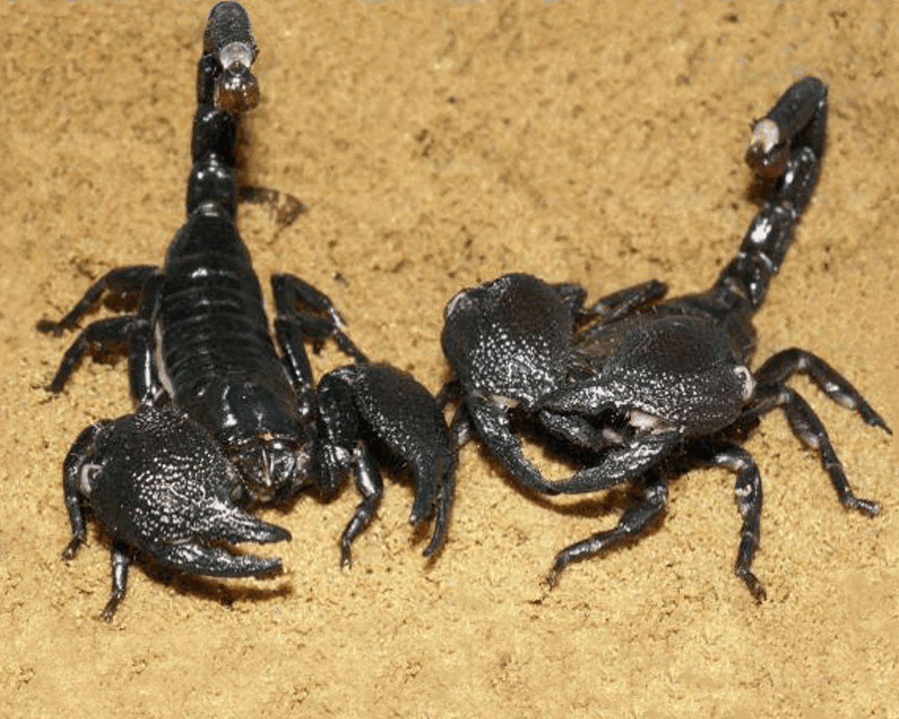 scorpion4
